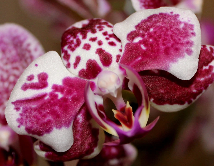 orquiedea petunia & cocholata